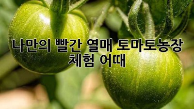 🍅 나만의 빨간 열매, 토마토농장 체험 어때? 😋